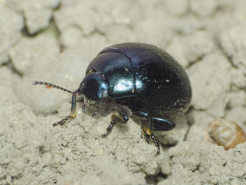Chrysolina haemoptera (Linnaeus, 1758)